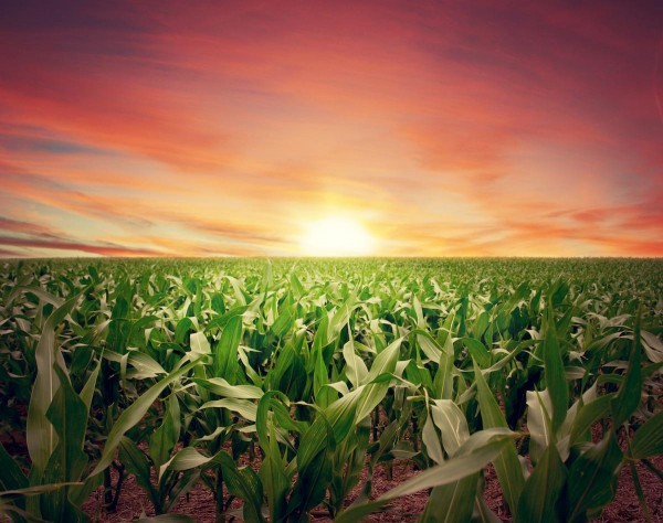 Sunset-Farm-Crops-Field